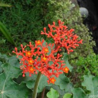 Jatropha podagrica Hook.